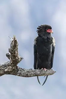 Kenyas: Kenya, Shaba game reserve, bateleur (Terathopius