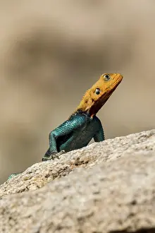 Agama: Kenya, Shaba reserve, Agama (Agama agama), male