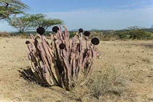 Kenyas: Kenya, Shaba reserve, Caralluma
