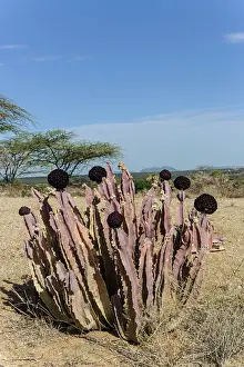 Kenyas: Kenya, Shaba reserve, Caralluma