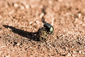 Excretion: Kenya, Shaba reserve, Dung Beetle