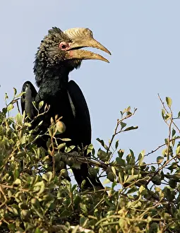 Silvery: Kenya. Silvery-cheeked hornbill bird perched