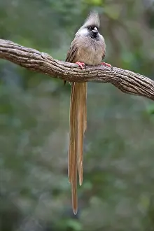 Mousebird: Kenya. Speckled mousebird sits on tree limb