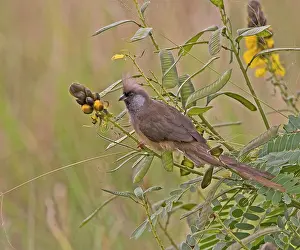 Mousebird: Kenya. Speckled mousebird in tree