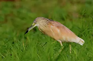 Kenya. Squacco heron bird in green grass