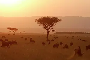 Countires: Kenya - Sunset over Maasai Mara National Park with