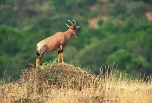 Scout: Kenya. Topi (Damaliscus korrigum) standing