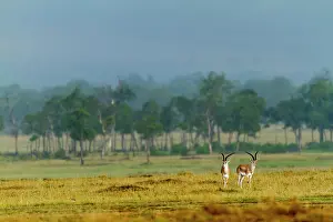 Gazella: Kenya, Tsavo East National Park, Grant's gazelle