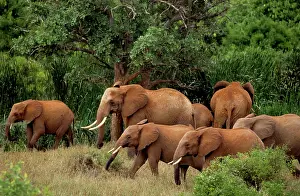 Tsavo: Kenya: Tsavo East National Park, herd African