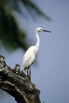 Feathered: Kenya: Victoria, Rusinga Island, Little