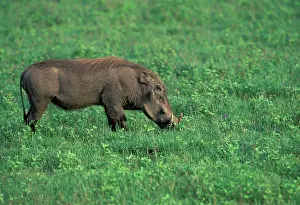 Foster: Kenya. Warthog (Phacochoerus aethiopicus)