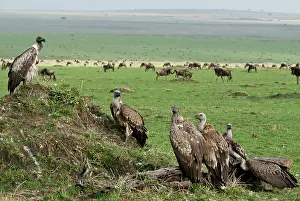 Triangle: Kenya, No Water No Life Mara River Expedition