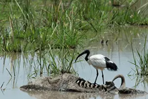 Triangle: Kenya, No Water No Life Mara River Expedition
