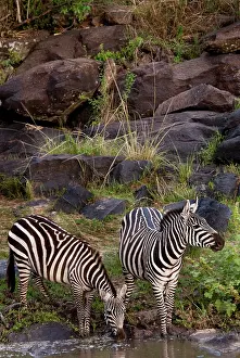 Triangle: Kenya, No Water No Life Mara River Expedition