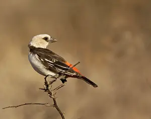 Limb: Kenya. White-headed buffalo weaver on limb