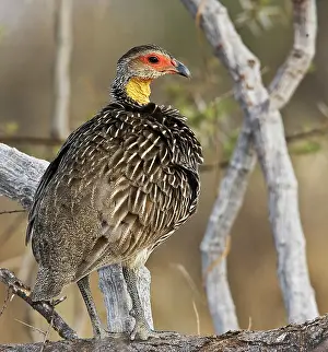 Spurfowl: Kenya. Yellow-necked spurfowl bird standing