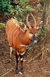 Piers Cavendish: Kenyan Bongo / Antelope