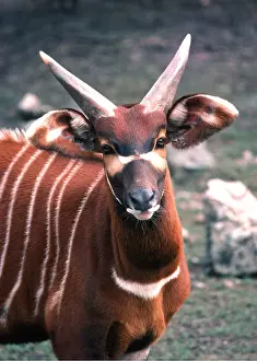 Stripes: KENYAN BONGO ANTELOPE - female