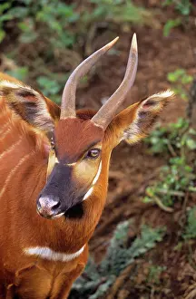 Piers Cavendish: Kenyan Bongo / Eastern Bongo Antelope