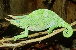 Chameleo: Kenyan Chameleon