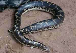 Eryx: Kenyan Sand Boa - East Africa