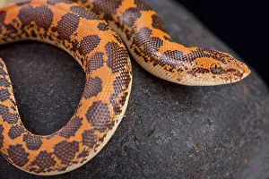 Niger: Kenyan sand boa (Gongylophis colubrinus), Kenya