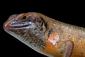 Skink: Kenyan zebra skink (Trachylepis dichroma) male