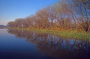 Alongside: Keoladeo National Park in spring, Trees alongside water