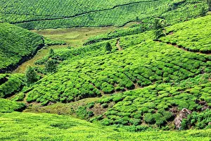Plantations: Kerala India travel background, green tea plantations