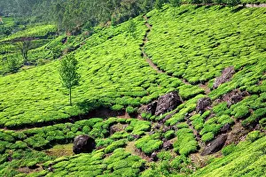 Plantations: Kerala India travel background, green tea plantations