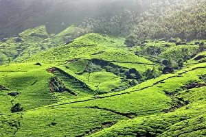 Plantations: Kerala India travel background, green tea plantations