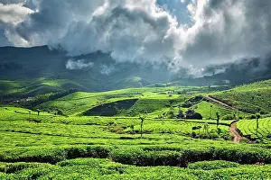 Plantations: Kerala India travel background, green tea plantations