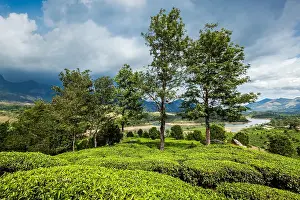 Plantations: Kerala India travel background, green tea plantations