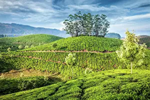 Plantations: Kerala India travel background, green tea plantations
