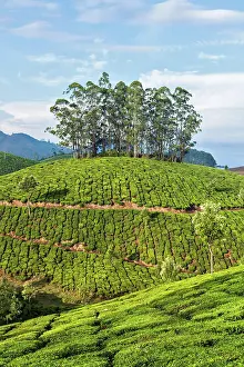 Orthographic: Kerala India travel background, green tea planta