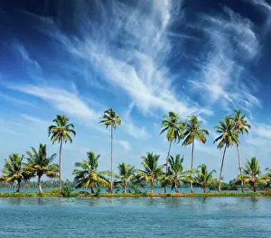 Backwaters: Kerala travel tourism background, Palms at Keral