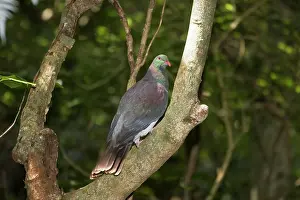 Novaeseelandiae: Kereru or New Zealand Pigeon