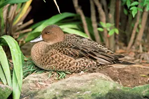 Eclipse: Kerguelen / Eaton's Pintail Duck - male, eclipse plumage