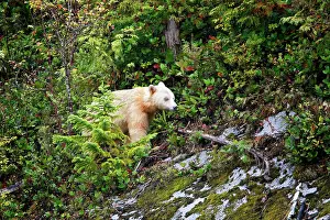 Spirit: Kermode Bear / Spirit Bear