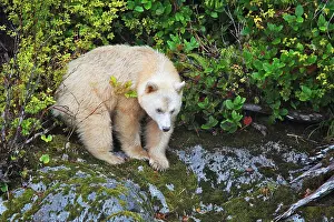 Spirit: Kermode Bear / Spirit Bear