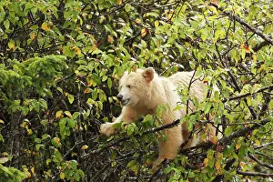 Spirit: Kermode Bear / Spirit Bear