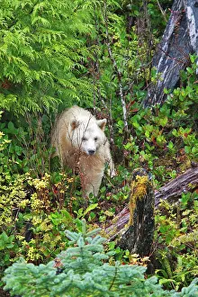 Spirit: Kermode Bear / Spirit Bear