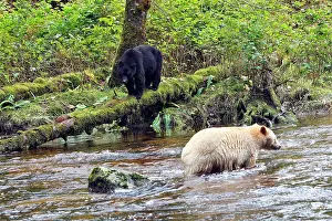 Spirit: Kermode Bear / Spirit Bear - with Black bear (Ursus