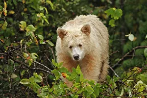 Spirit: Kermode Bear / Spirit Bear - Eating fruits of Pacific