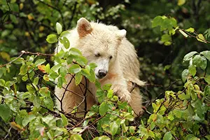 Spirit: Kermode Bear / Spirit Bear - Eating fruits of Pacific
