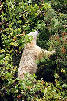 Spirit: Kermode Bear / Spirit Bear - Eating fruits of Pacific