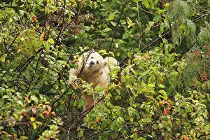 Spirit: Kermode Bear / Spirit Bear - Eating fruits of Pacific