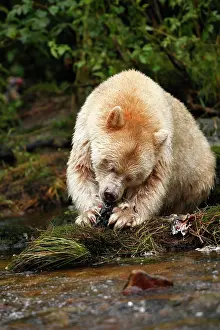 Spirit: Kermode Bear / Spirit Bear - eating Sockeye Salmon