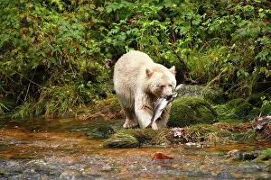 Spirit: Kermode Bear / Spirit Bear - eating Sockeye Salmon