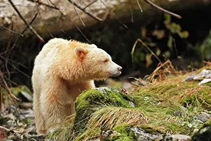 Spirit: Kermode Bear / Spirit Bear - eating Sockeye Salmon